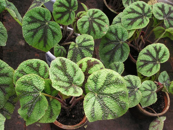 Belleza de las hojas de la planta verde — Foto de Stock