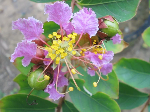 SORGFLOR myrten blommor i en trädgård — Stockfoto