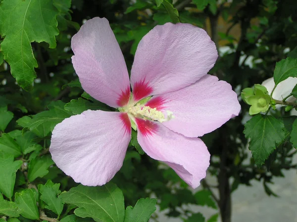 庭園の美しいハイビスカスの花 — ストック写真