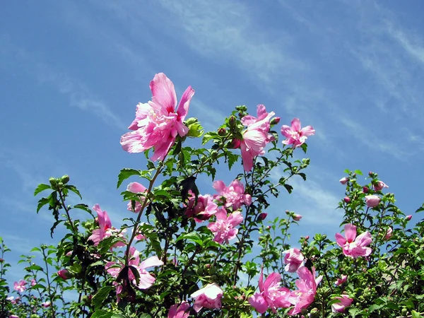 Mooie hibiscus bloemen in een tuin — Stockfoto