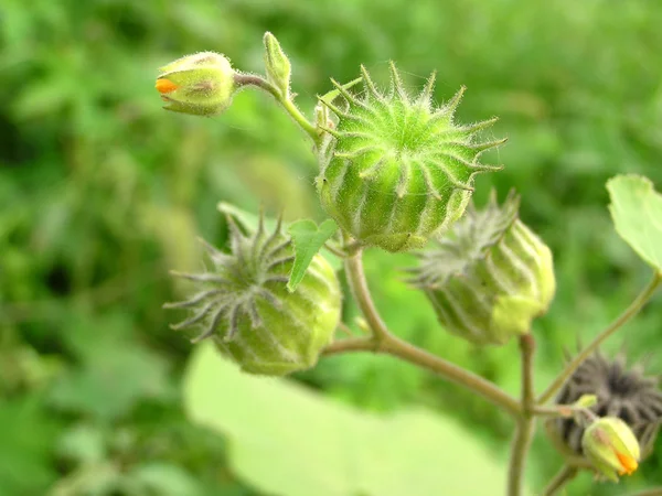 Una especie de fruta de hierbas medicinales en la naturaleza —  Fotos de Stock