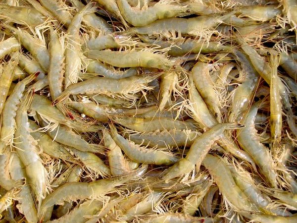 Many of the shrimp, very fresh seafood — Stock Photo, Image
