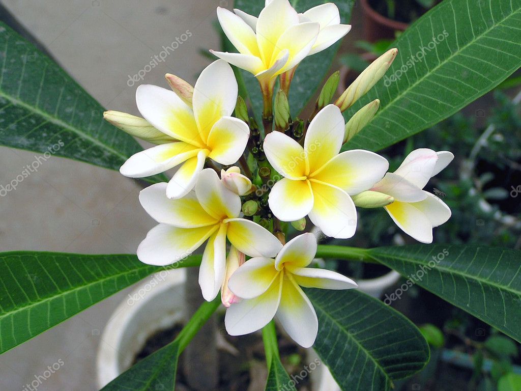 Flores de gardenia fotos de stock, imágenes de Flores de gardenia sin  royalties | Depositphotos