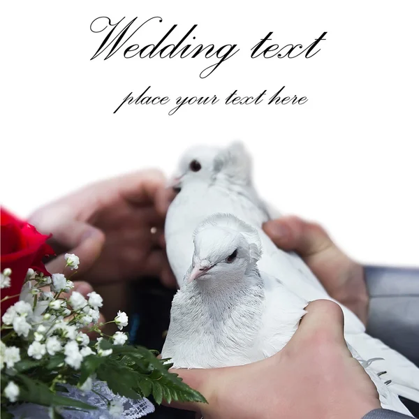 Bröllop duvor — Stockfoto