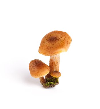 Armillaria (Kuehneromyces mutabilis)