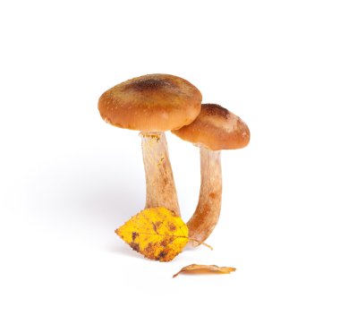 Armillaria (Kuehneromyces mutabilis)