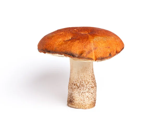 stock image Orange-cap boletus (Leccinum aurantiacum)