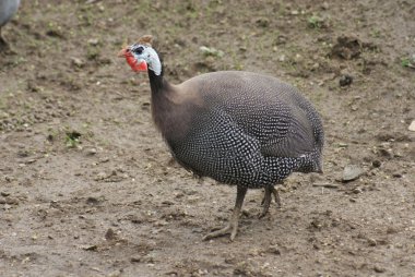 miğferli beçtavuğu - numida destek