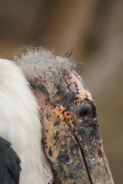 Marabou Leyleği - Leptoptilos crumeniferus