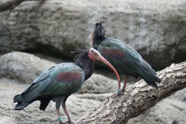 Waldrapp Ibis - Geronticus eremita