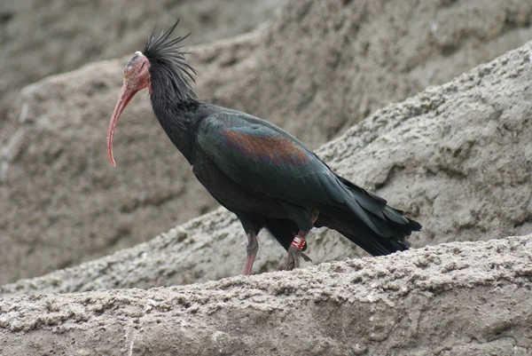 Waldrapp ibis - eremita Threskiornithidae — Foto Stock