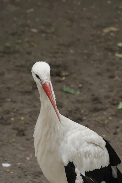 흰 황새 - 시코 니아 치코니아 — 스톡 사진