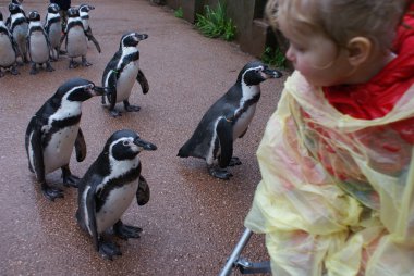 Bebek humboldt penguenler karşılar