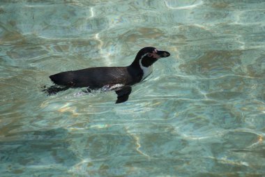 Humboldt pengueni - spheniscus humboldti