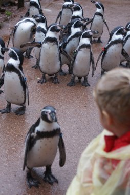 Bebek humboldt penguenler karşılar