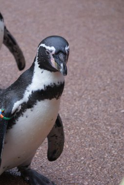 Humboldt pengueni - spheniscus humboldti