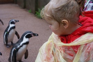 Bebek humboldt penguenler karşılar