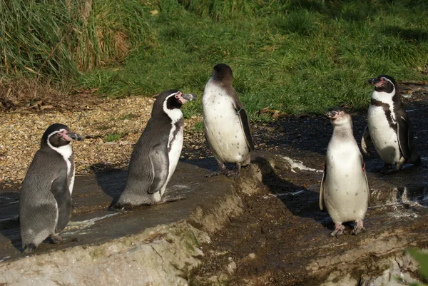 Humboldt Pingvin - Spheniscus humboldti - Stock-foto