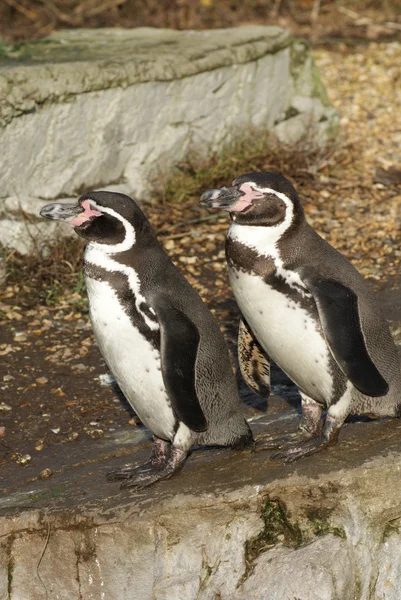 Humboldt Penguin - Spheniscus humboldti — Stock Photo, Image