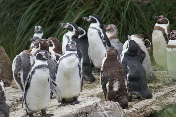 Humboldt Pingvin - Spheniscus humboldti - Stock-foto