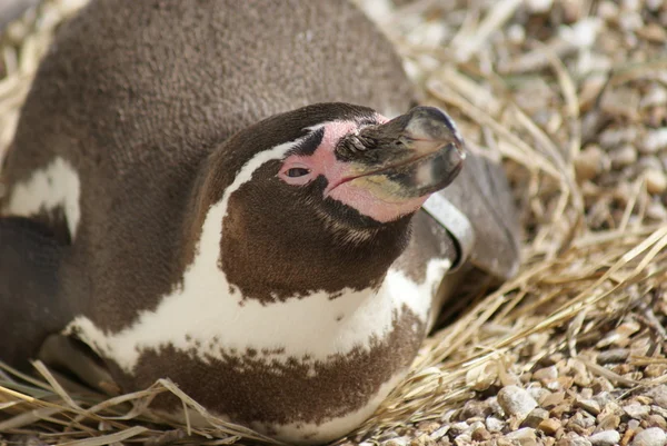 Гумбольдт Пингвин - Spheniscus humboldti — стоковое фото