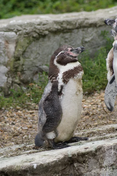 Pingüino de Humboldt - Spheniscus humboldti — Foto de Stock