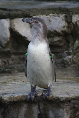 Humboldt pengueni - spheniscus humboldti