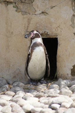 Humboldt pengueni - spheniscus humboldti