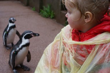 Bebek humboldt penguenler karşılar