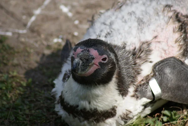Humboldt pingvinen - spheniscus humboldti — Stockfoto