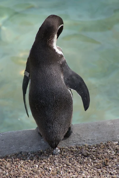 Гумбольдт Пингвин - Spheniscus humboldti — стоковое фото