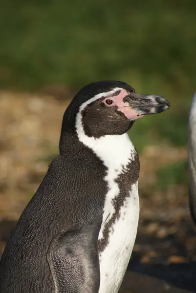 Pingüino de Humboldt - Spheniscus humboldti — Foto de Stock