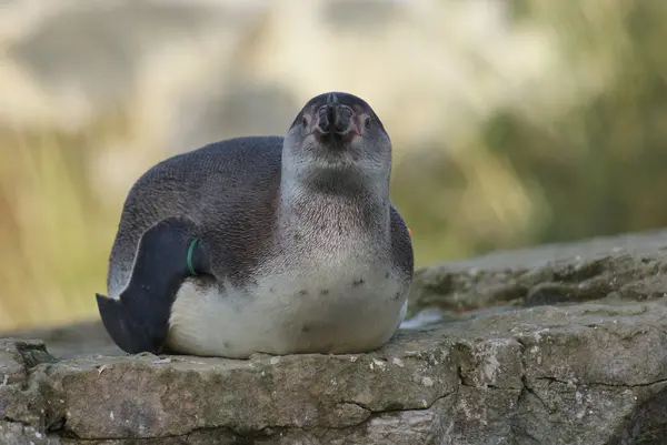 フンボルト ペンギン - 年繁殖学 — ストック写真
