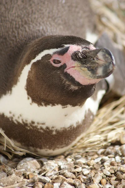 Pingouin Humboldt - Spheniscus humboldti — Photo
