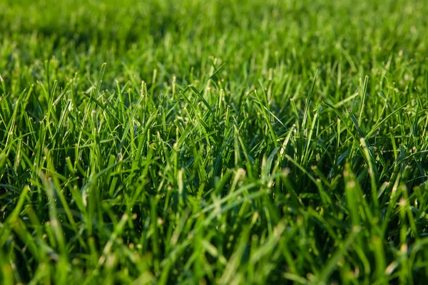 Green summer grass and sun — Stock Photo, Image