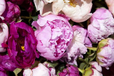 taze pembe peonies buket