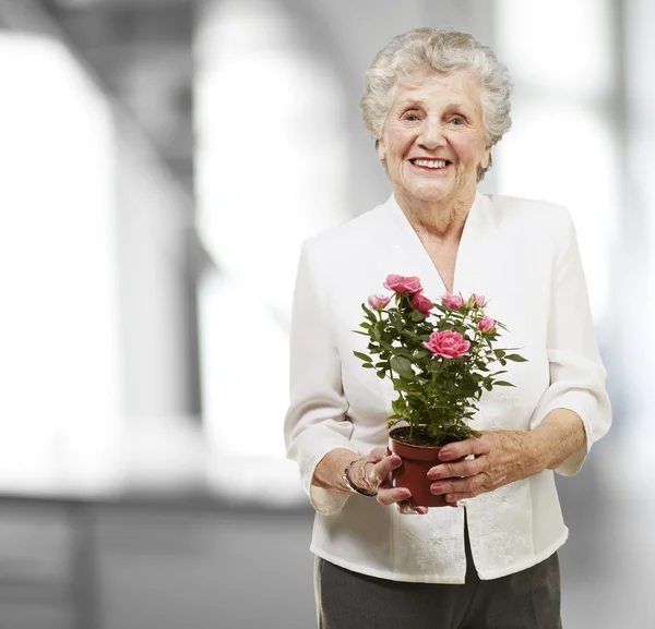 Starszy kobieta trzymając garnek kwiat, wnętrze — Zdjęcie stockowe