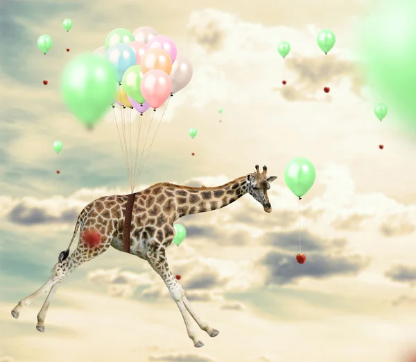 Ingenious giraffe reaching an apple flying using balloons — Stock Photo, Image