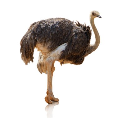 Potrait Of An Ostrich clipart