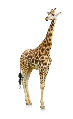 Potrait Of A Giraffe clipart