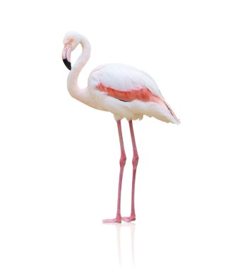 Bir flamingo portresi