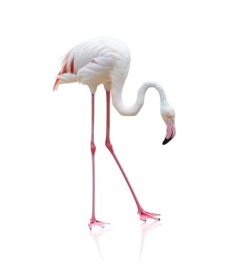 Portrait Of A Flamingo clipart