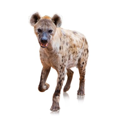 Portrait Of A Hyena clipart