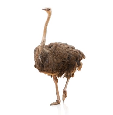 Portrait Of A Ostrich clipart