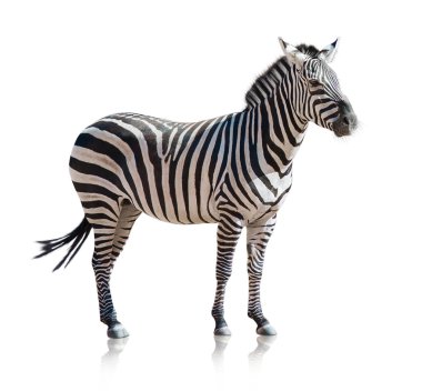 Portrait Of A Zebra clipart