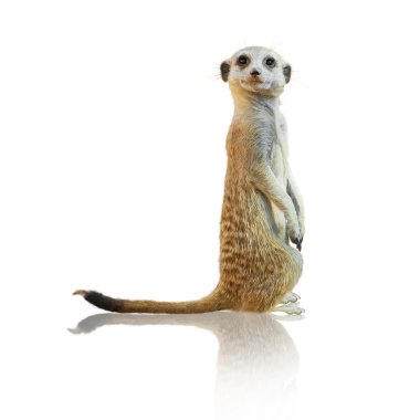 Portrait Of A Meerkat clipart
