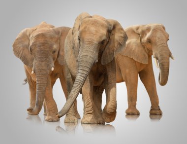 Small Group Of Elephant Walking clipart