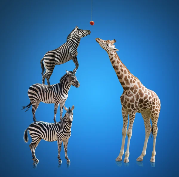 Zebra und Giraffe — Stockfoto