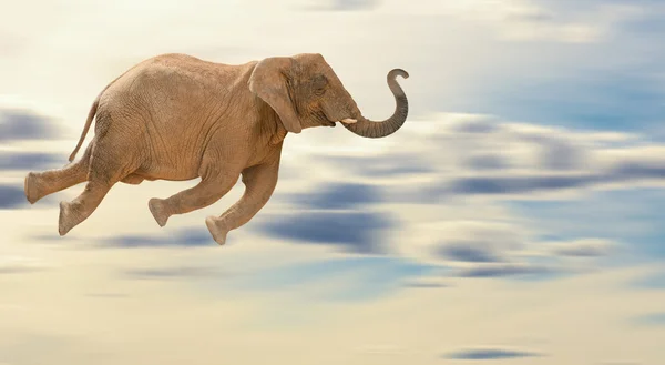 Elefante voador — Fotografia de Stock
