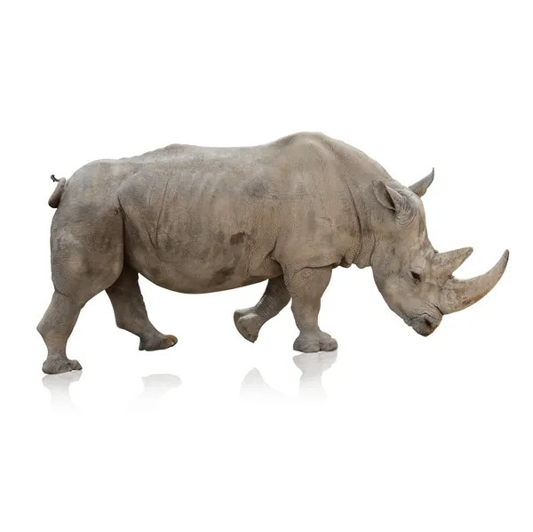 Potrait van een rino — Stockfoto